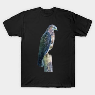 Perigrine Falcon T-Shirt